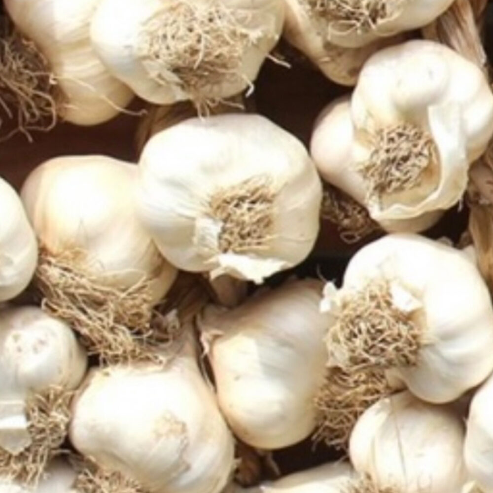 Knoblauch frisch Strang/Zopf